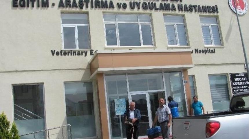 Yaralı Yaban Hayvanlarına Yaşam Eli