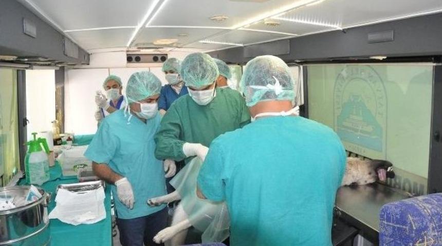 Sokak Hayvanları Kuduz Ve Parazitlere Karşı Kısırlaştırıldı