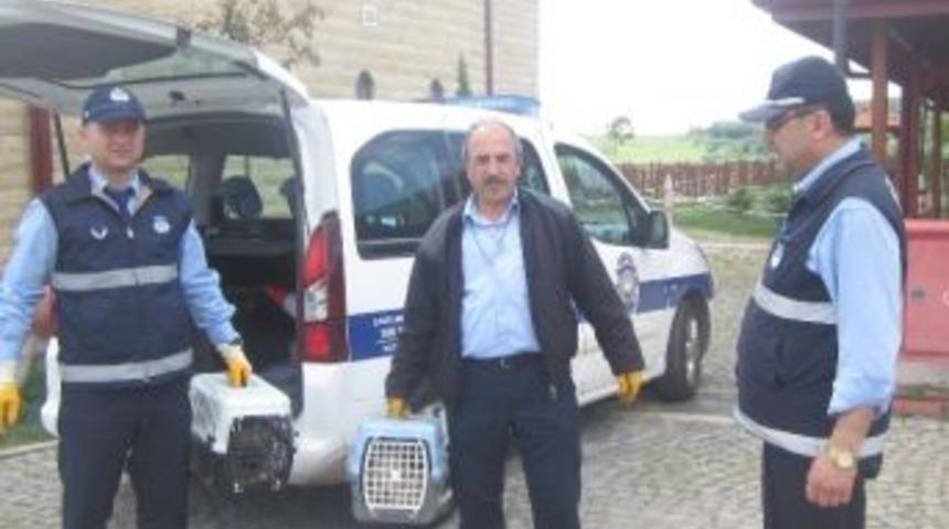 K&ouml;rfez&rsquo;de Sokak Hayvanlarına Yardım Eli