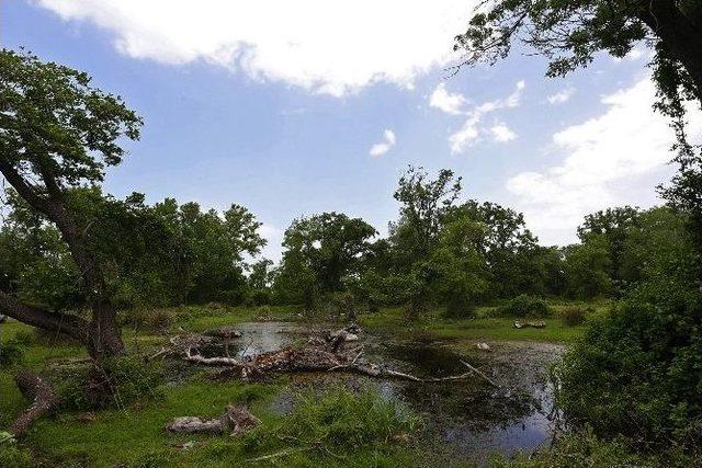 700 &Ouml;ğrenciye Longoz Ormanlarında Eğitim Verildi 1