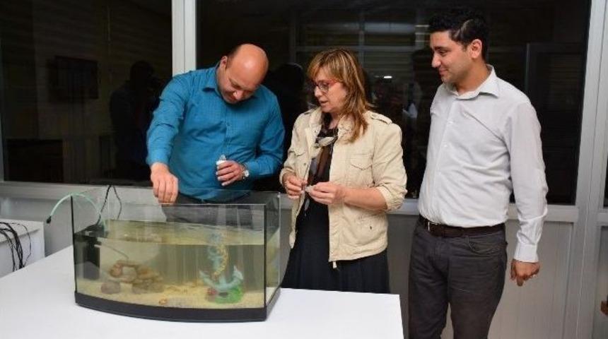 Maski, Atık Suda Balık Yetiştirdi