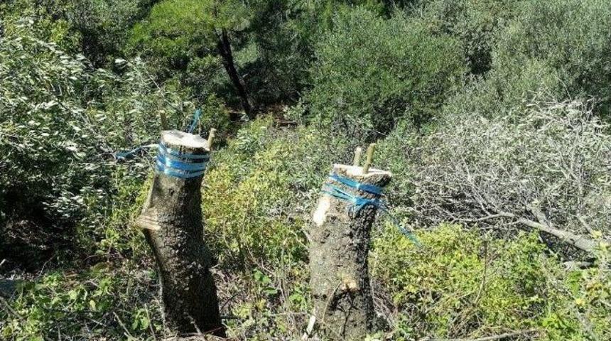 Aydın Ve Muğla&rsquo;da 75 Bin Delice Aşılanıyor