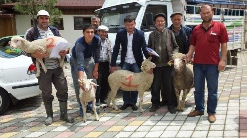 Kuzular Podyuma &Ccedil;ıktı