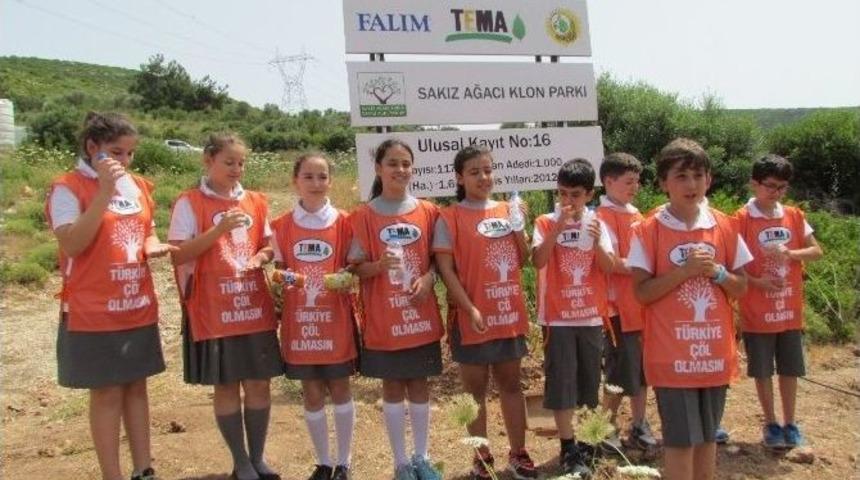 Sakız Ağa&ccedil;ları Klon Parkında Sevgiyle B&uuml;y&uuml;yor