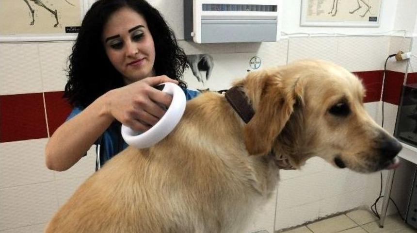 Tatile Giderken Pet Hayvanlarla İlgili Dikkat Edilmesi Gereken Hususlar