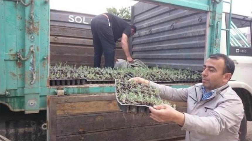 Beyşehir&rsquo;de Lavanta Bitkisi Deneme &Uuml;retimi Yapılıyor