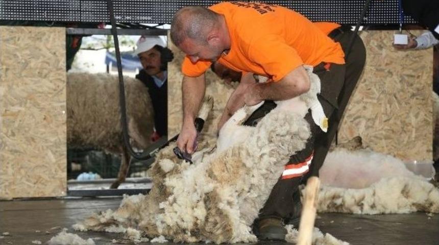 Beypazarı&rsquo;nda Ulusal Kırkım Yarışması D&uuml;zenlendi