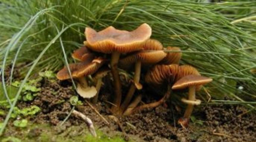 Yabani Mantarların Satışı Yasak
