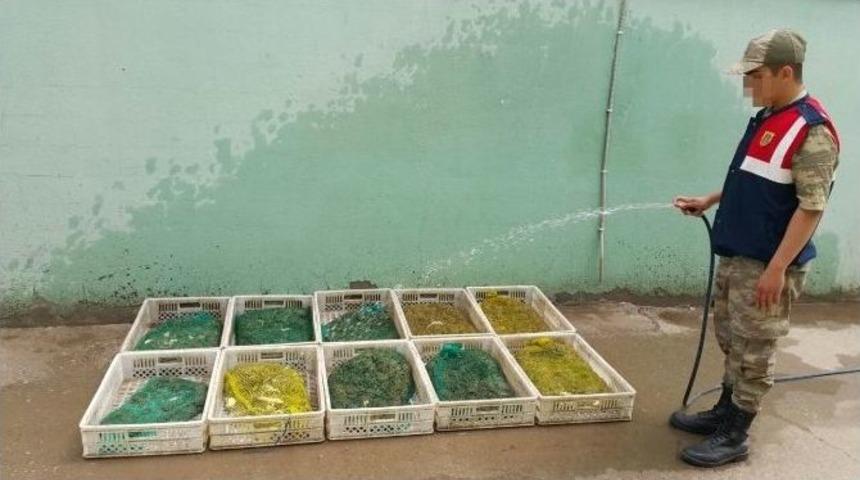 Diyarbakır&rsquo;da Ka&ccedil;ak Yollarla Avlanan 71 Kilo Kurbağa Ele Ge&ccedil;irildi