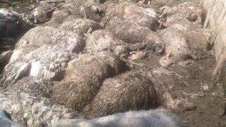 Yozgat’ta Ağıla Giren Kurtlar 75 Koyun Ve Kuzuyu Telef Etti