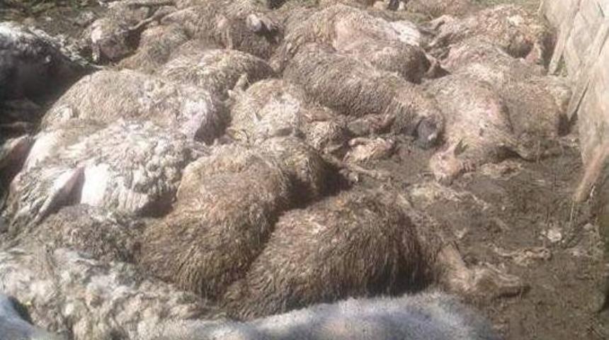 Yozgat’ta Ağıla Giren Kurtlar 75 Koyun Ve Kuzuyu Telef Etti