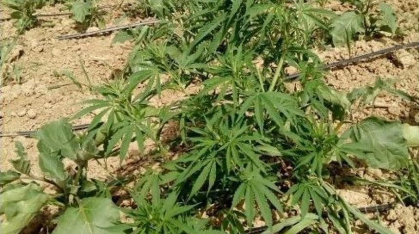 137 K&ouml;k Hint Keneviriyle Yakalanan Şahıs Tutuklandı