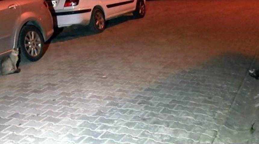 Yavrusu &Ouml;len Kedinin H&uuml;zn&uuml; Y&uuml;rek Burktu