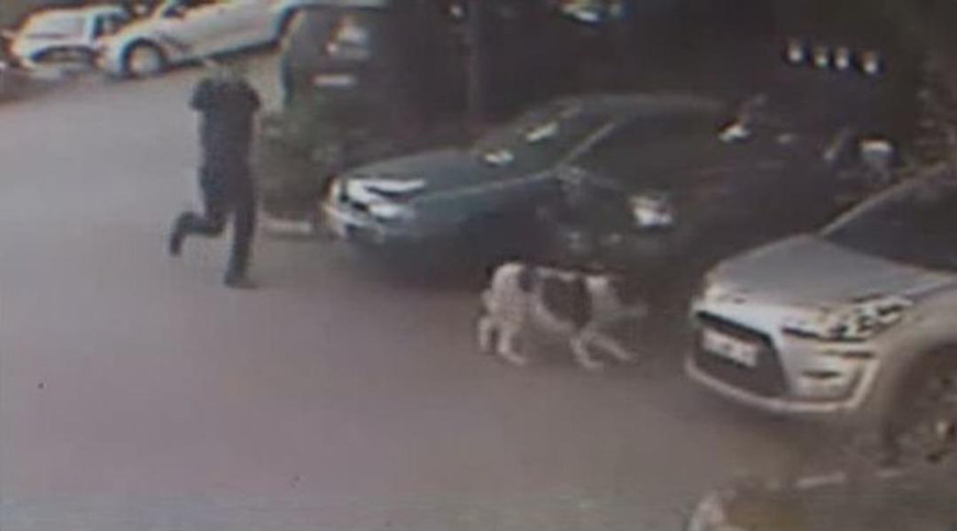 (&ouml;zel Haber) Demir Sopa İle K&ouml;peğini D&ouml;vd&uuml;