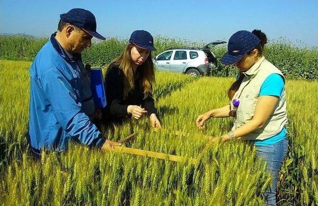 Sertifikalı Buğday Tohumu İçin Tarla Kontrolleri Başladı