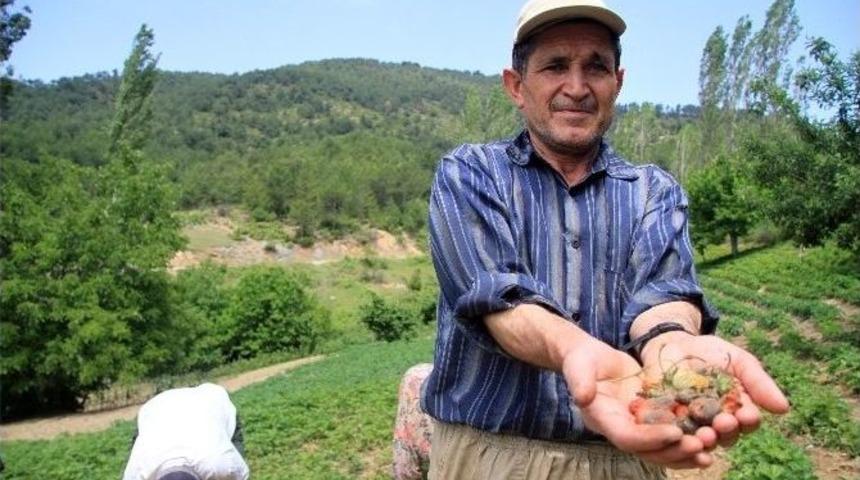 (&ouml;zel Haber) Dağ &Ccedil;ileğini Mayıs Yağmurları Vurdu