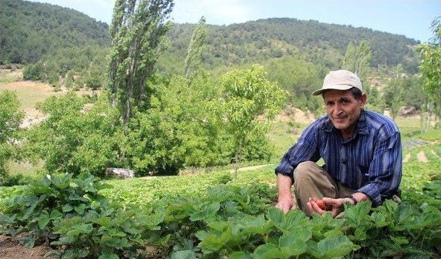 (özel Haber) Dağ Çileğini Mayıs Yağmurları Vurdu