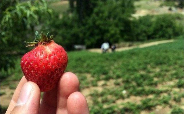 (özel Haber) Dağ Çileğini Mayıs Yağmurları Vurdu