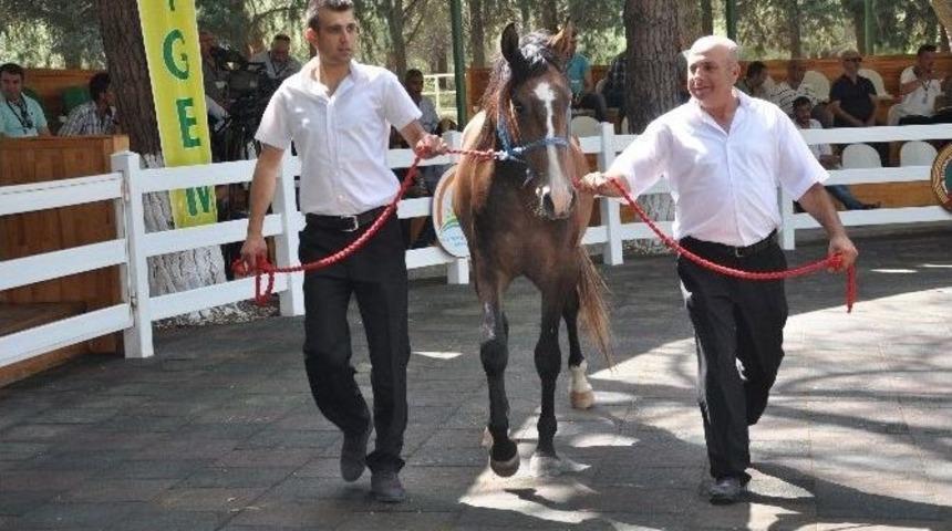 Yarış Atları Ev Fiyatına Satıldı