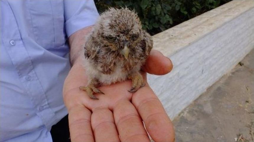 Yavru Baykuşa İtfaiye Sahip &Ccedil;ıktı