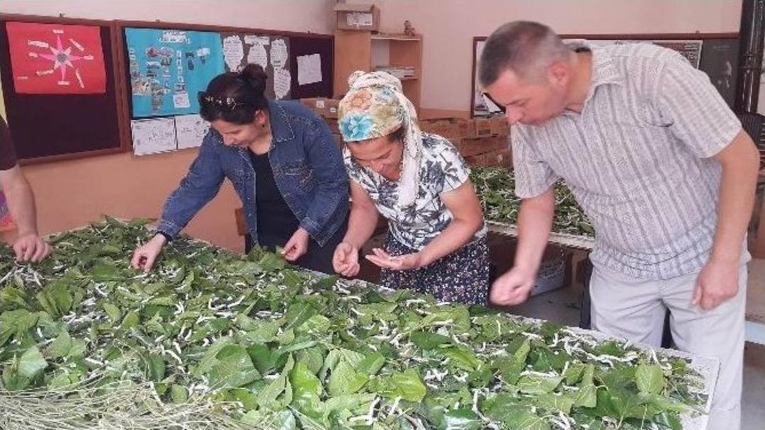 Okulda İpek B&ouml;ceği &Uuml;retimi