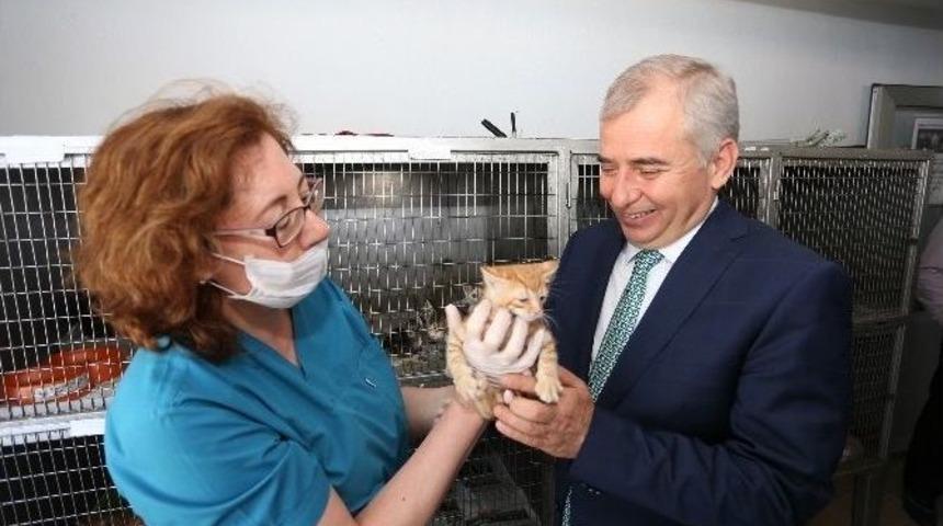 Sokak Hayvanlarına B&uuml;y&uuml;kşehir Şefkati