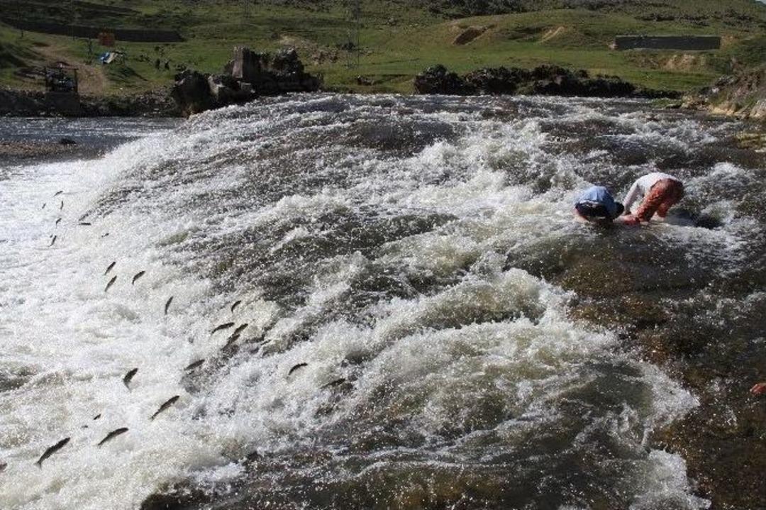 U&ccedil;an Balıklardan G&ouml;rsel Şov