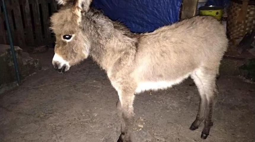 Sevimli Eşsek Sıpası Sahibine Kavuştu