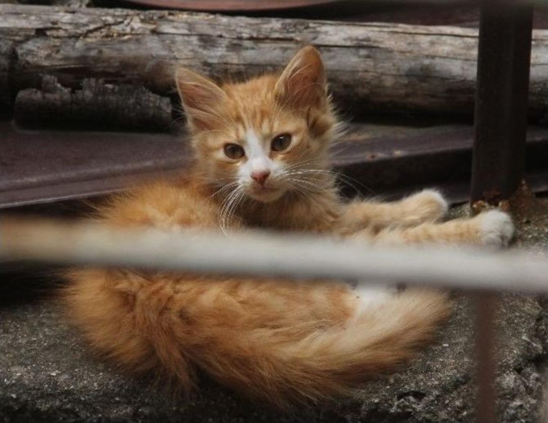 Adana&rsquo;da Kuduz Paniği