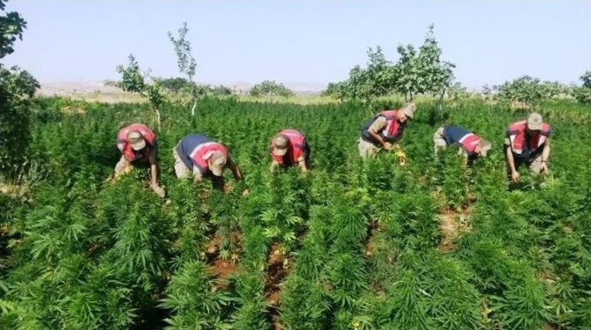 Şanlıurfa&rsquo;da 540 Kilo Kubar Esrar İle 332 Bin Kenevir Bitkisi Ele Ge&ccedil;irildi