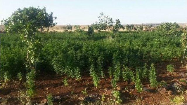 Şanlıurfa’da 540 Kilo Kubar Esrar İle 332 Bin Kenevir Bitkisi Ele Geçirildi