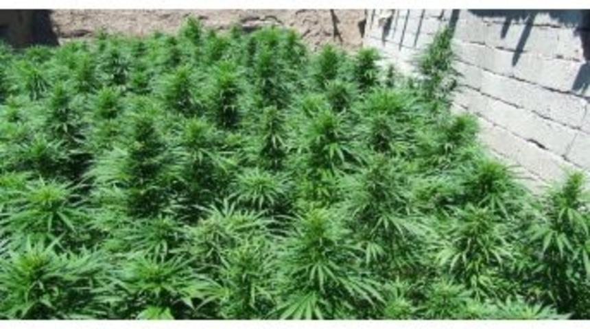 Zeytinlerin Arasında Kenevir Yetiştirdi