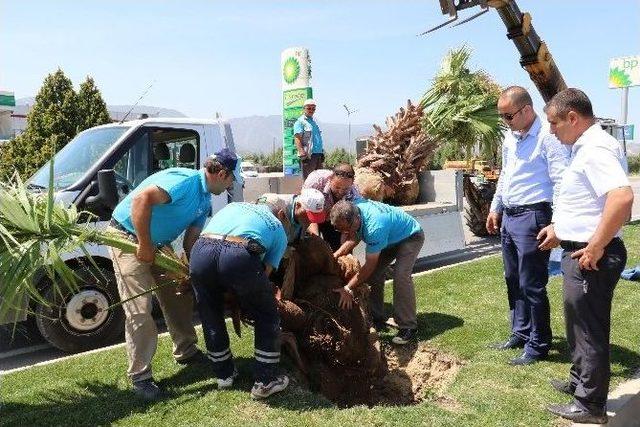 Muradiye Yolu Palmiyelerle Süsleniyor