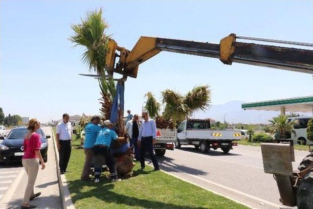 Muradiye Yolu Palmiyelerle Süsleniyor