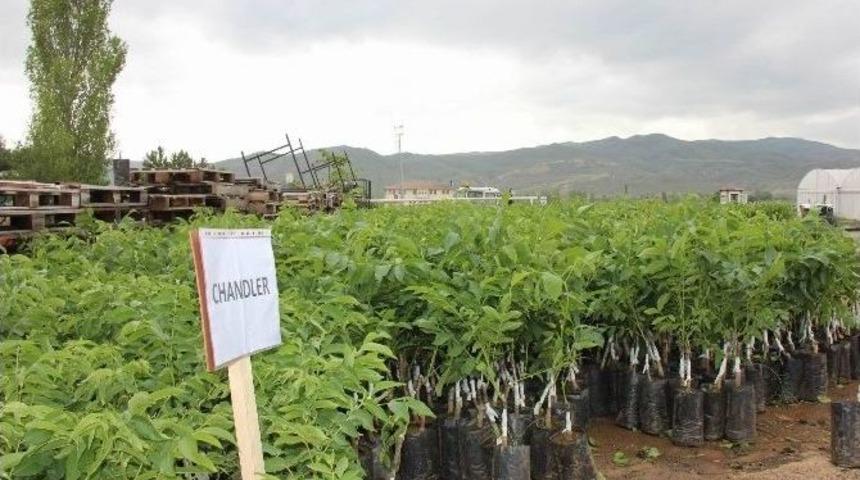 Sivas&rsquo;ta &Ccedil;ift&ccedil;ilere Ceviz Fidanı Dağıtıldı