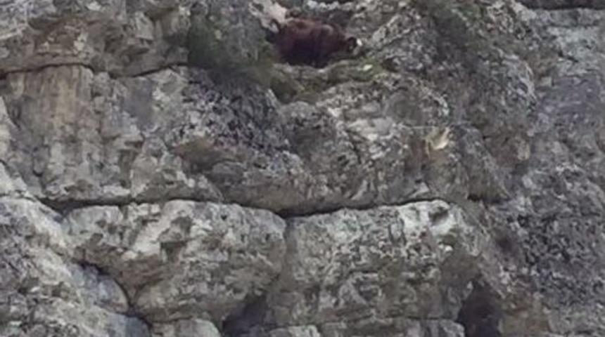 Mahsur Kalan Keçileri Afad Ekipleri Kurtardı