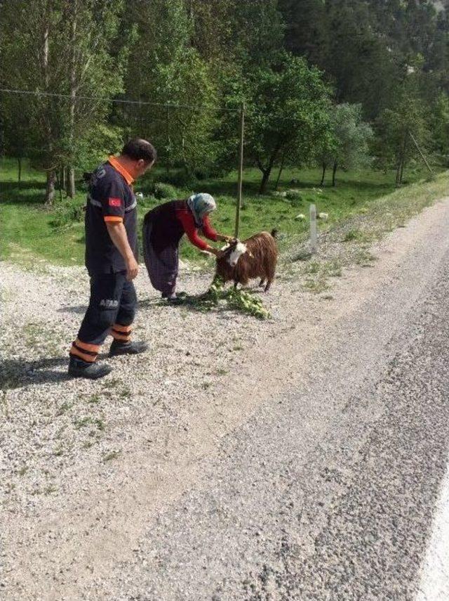 Mahsur Kalan Keçileri Afad Ekipleri Kurtardı