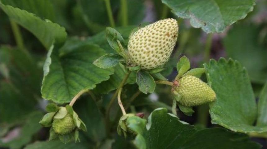 Ulaş’ta Tarım Ve Hayvancılık Gelişiyor
