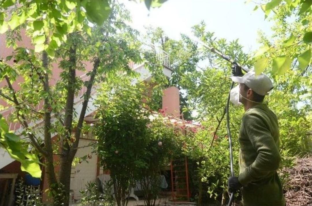 Yeşilyurt Kirazı Tezgahlardaki Yerini Almaya Başladı