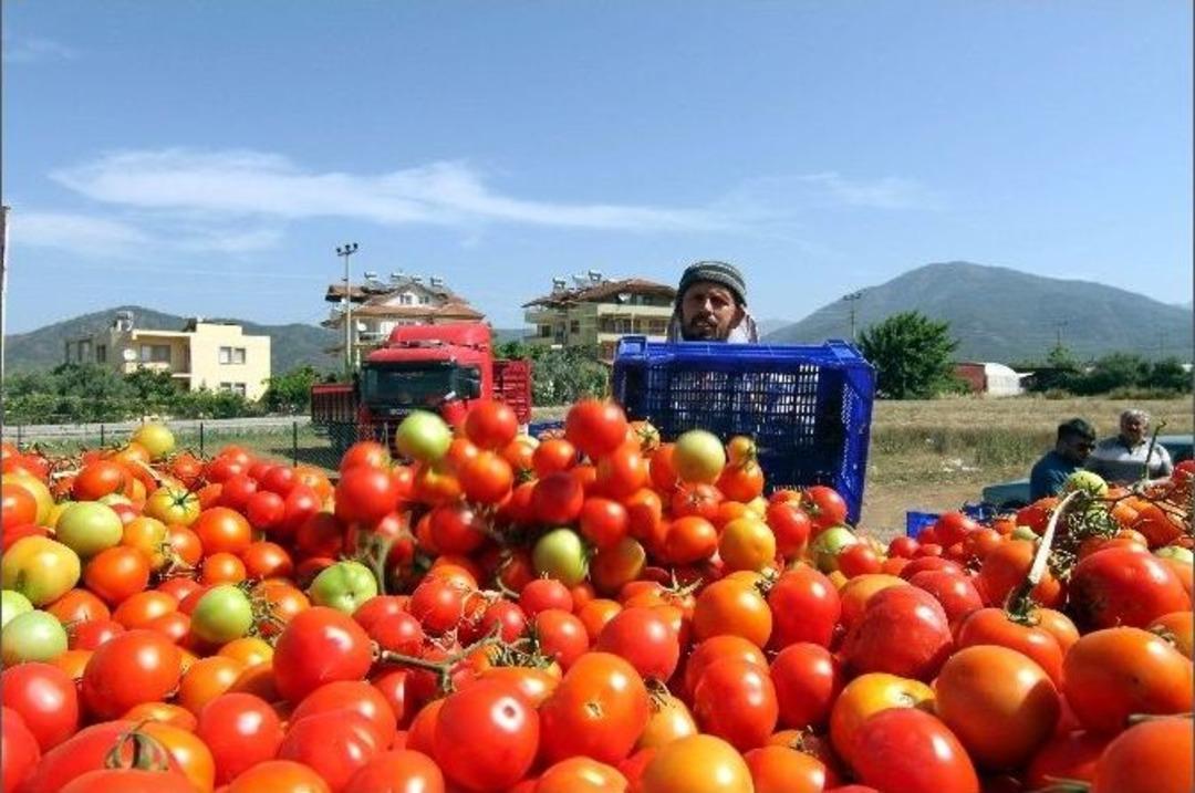 Domates Fiyatları Dibi G&ouml;rd&uuml;