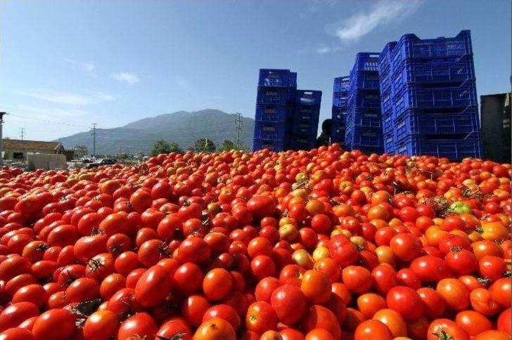 Domates Fiyatları Dibi Gördü G1