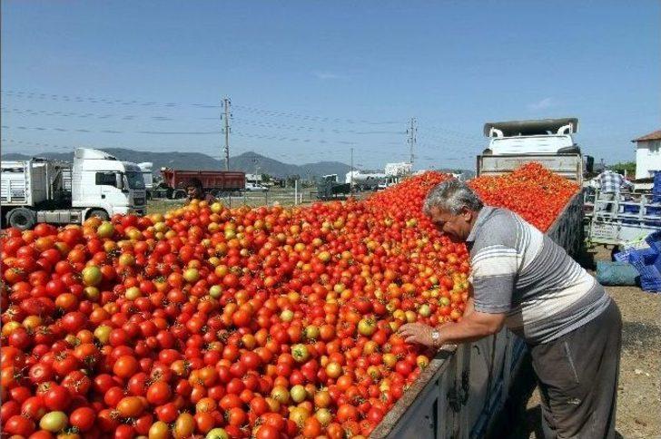Domates Fiyatları Dibi Gördü G2