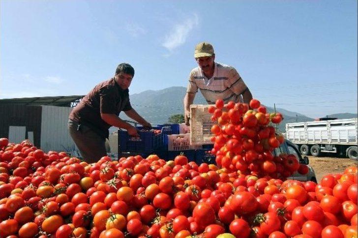Domates Fiyatları Dibi Gördü G3