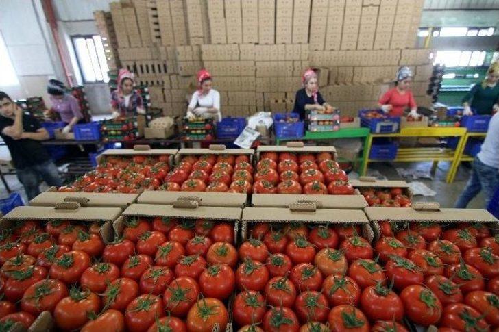 Domates Fiyatları Dibi Gördü G4