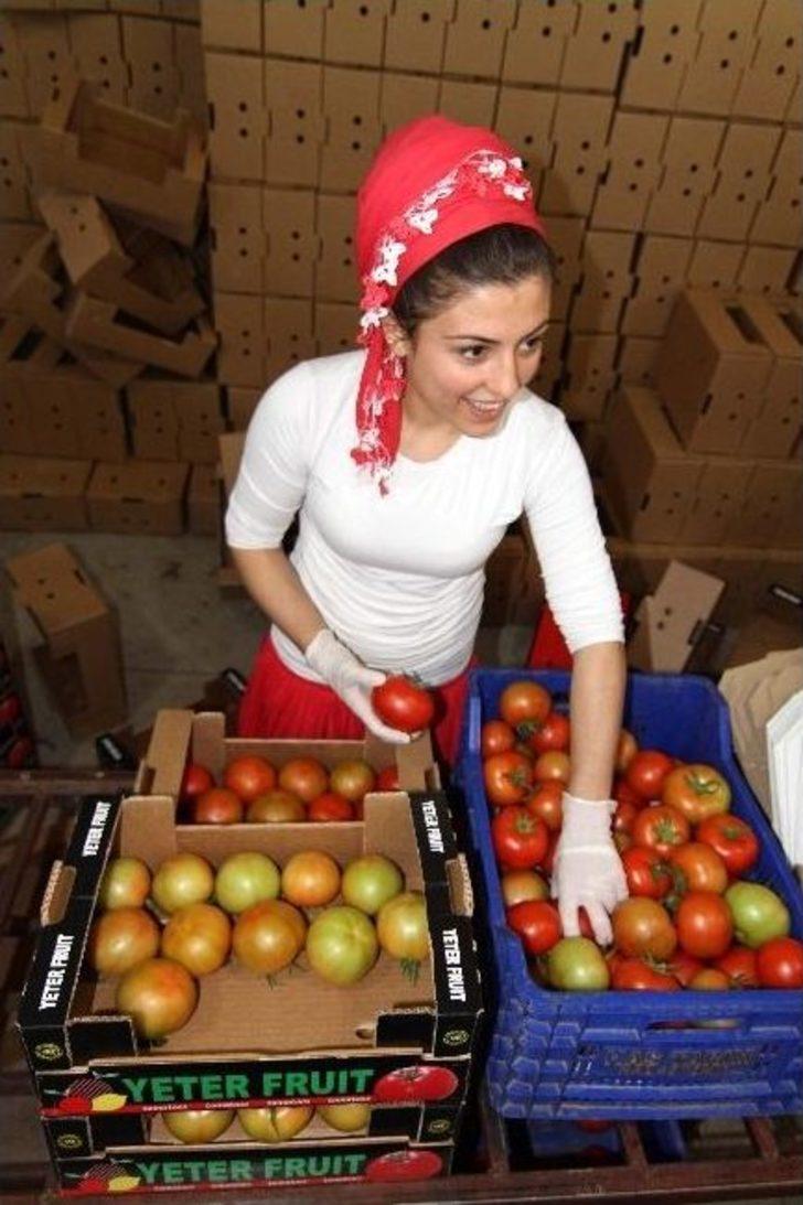 Domates Fiyatları Dibi Gördü G5