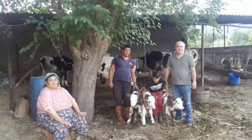 &Uuml;&ccedil;&uuml;z Buzağı Şaşırttı