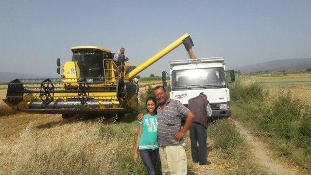 Aydın’da Buğday Hasadı Başladı, Üretici Verimden Memnun