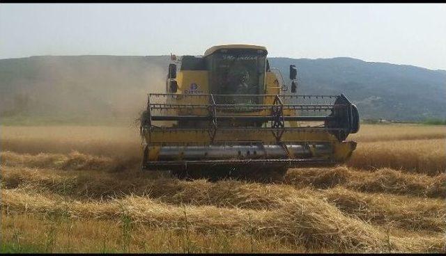 Aydın’da Buğday Hasadı Başladı, Üretici Verimden Memnun