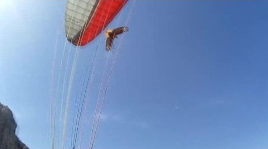 Yama&ccedil; Paraş&uuml;t&ccedil;&uuml;s&uuml; Kartal Saldırısına Uğradı
