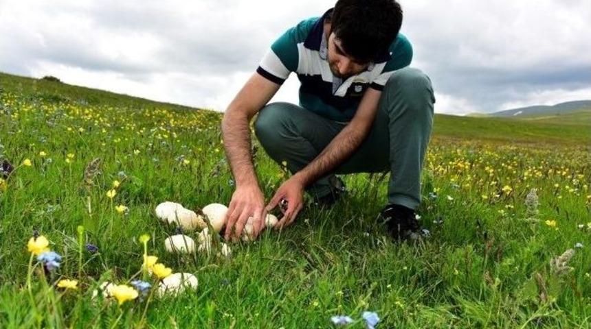 Havaların Isınmasıyla Birlikte Narman&rsquo;da Mantar Sevenlerin Y&uuml;z&uuml; G&uuml;ld&uuml;